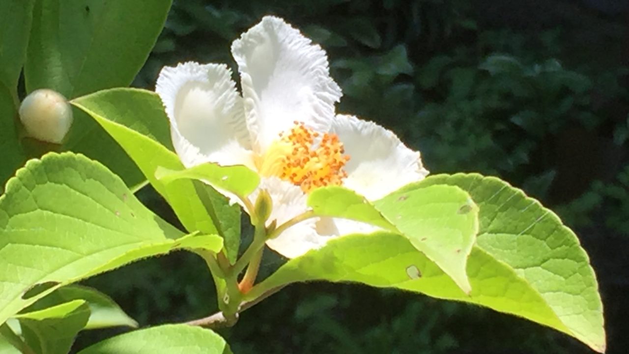 七月のお茶 夏椿 気まぐれオルフェといなかの茶人